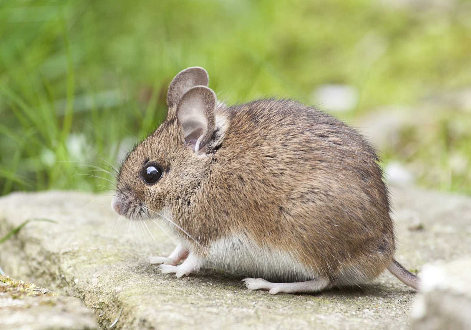 Mouse standing on sidewalk